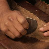 Traditional Dominican cigar hand-rolling and production process
